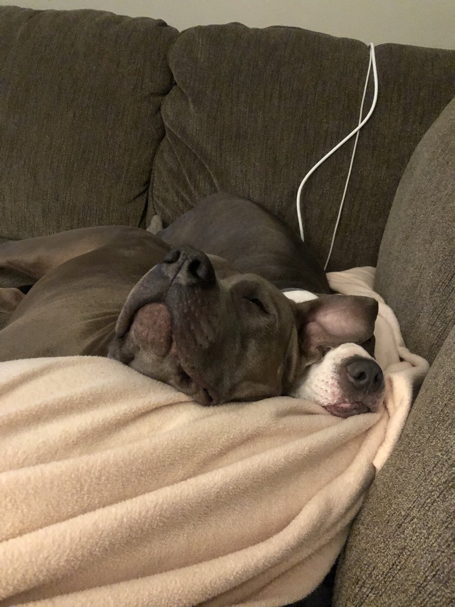 abbbeylaineee's tweet photo. this is going to be my thread dedicated to my handsome boy. the biggest cuddle bug. our house will not be the same without you https://t.co/rm9EBQ2yYy
