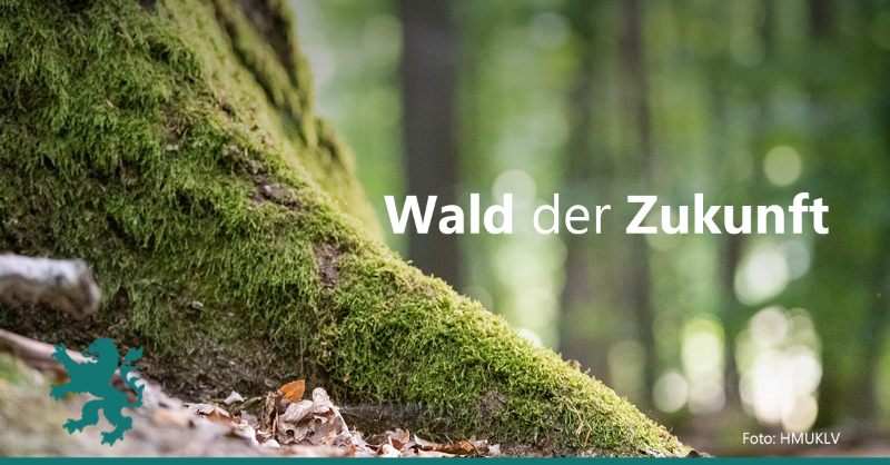 UmweltHessen's tweet photo. Der #Wald von morgen muss vielfältig & widerstandsfähig sein, um weiterhin #Lebensraum, #Erholungsort & #Kohlenstoffsenke zu sein. In 2021 wurden deshalb 4,6 Mio. junge Bäume im Staatswald gepflanzt. An anderer Stelle hat die Natur Raum für die Wiederbewaldung erhalten.