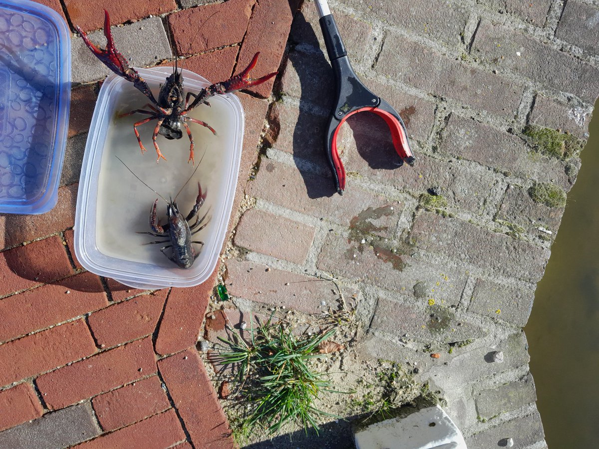 Dieper leren kijken: tijdens mijn excursies leer je het! Dit was en passant in 5 min, Korte Mare. #zoetwater #rivierkreeften #Leiden <a href="/owinleiden/">Onder water in Leiden 🤝🐟👍🦞🐢🦀</a>
<a href="/Singelpark/">Singelpark</a> <a href="/IVN_Leiden/">IVN Leidse regio</a> @KNNV2ehandsboek <a href="/dwskkm/"> douwe sikkema</a>