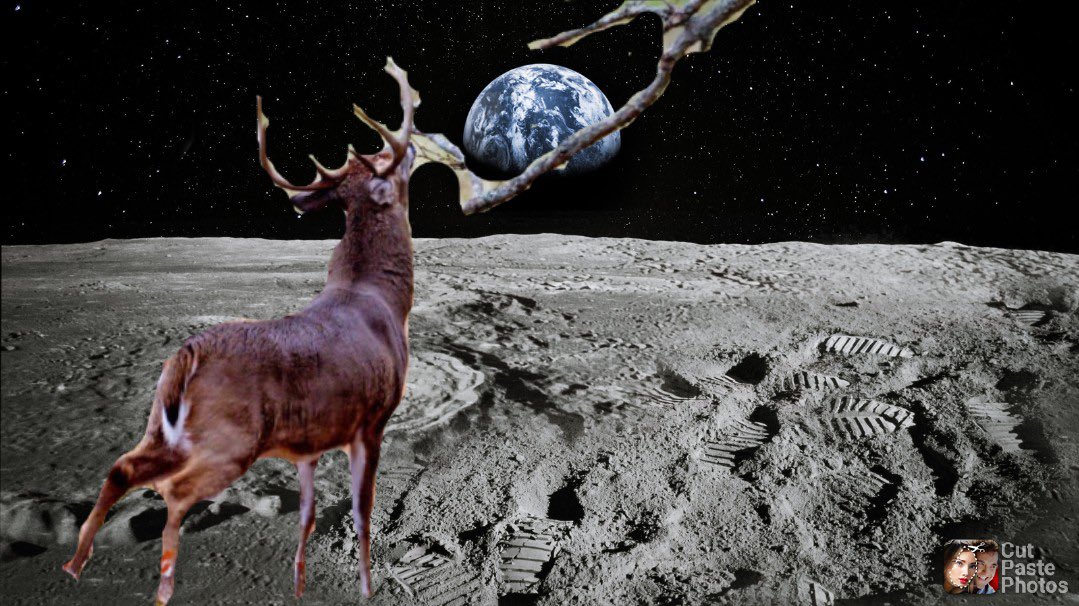CornThicket's tweet photo. @AverageHunter @SpypointCamera Got this pic last night. When they’re scraping on the moon you know it’s hitting hard. #MoonScrapes #ScrapeWeek https://t.co/mOBwpYzcTE