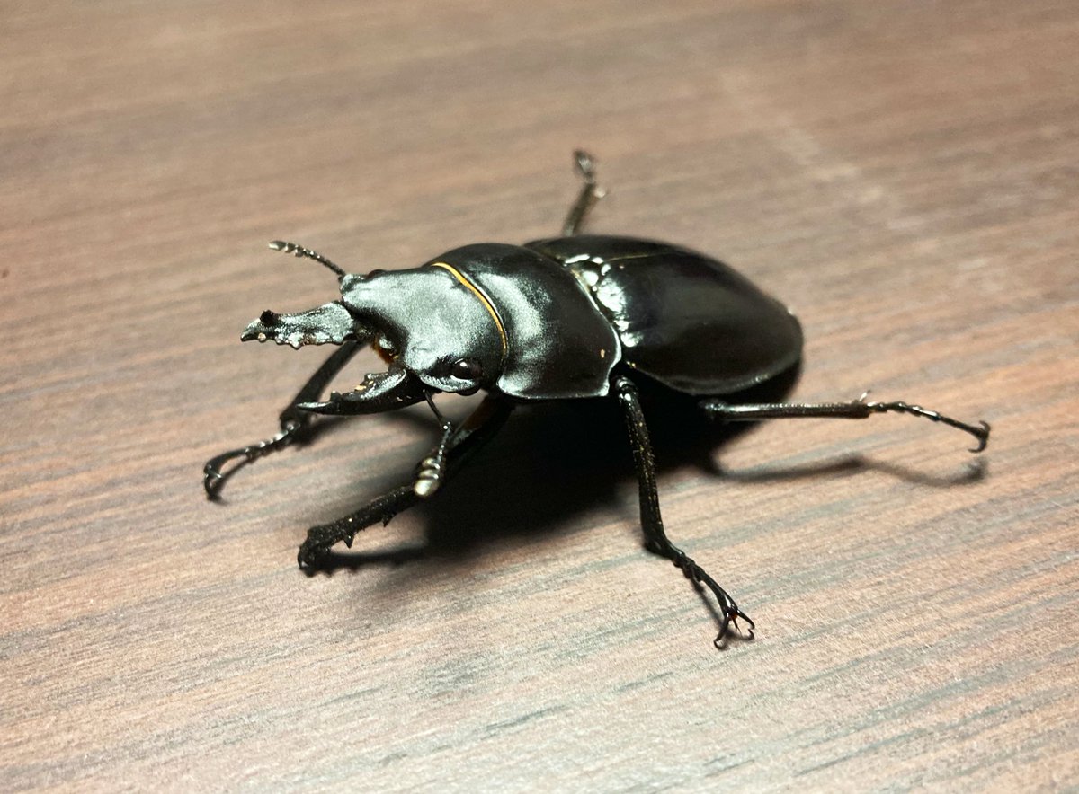 ダ*ド様 アマミマルバネクワガタWD標本　54.9㎜希少 ダ*ド様 アマミマルバネクワガタWD標本 54.9㎜希少 アマミ