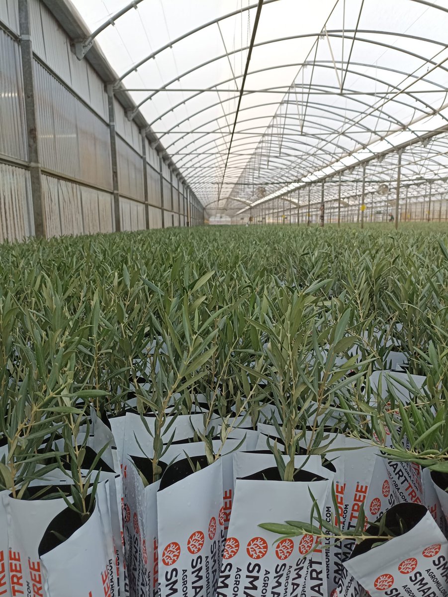 Agromillora_'s tweet photo. 🫒Olivar en seto
✅variedad #Lecciana
🌱formato #Smarttree
🗣️Esta planta está lista para expedir hoy mismo hacia Portugal para Filipe Mestre
#olivo #Agromillora https://t.co/ail7UPPeTw