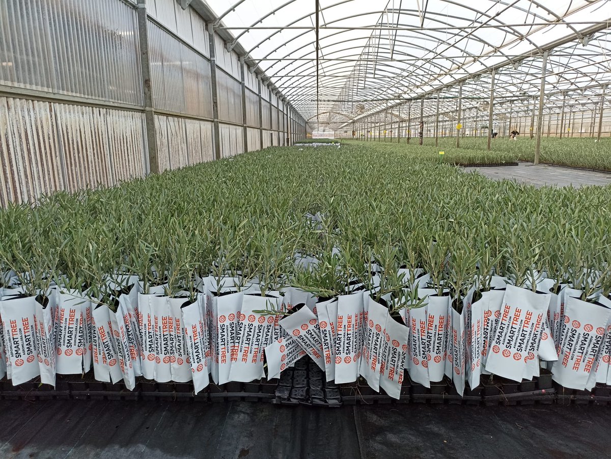 Agromillora_'s tweet photo. 🫒Olivar en seto
✅variedad #Lecciana
🌱formato #Smarttree
🗣️Esta planta está lista para expedir hoy mismo hacia Portugal para Filipe Mestre
#olivo #Agromillora https://t.co/ail7UPPeTw