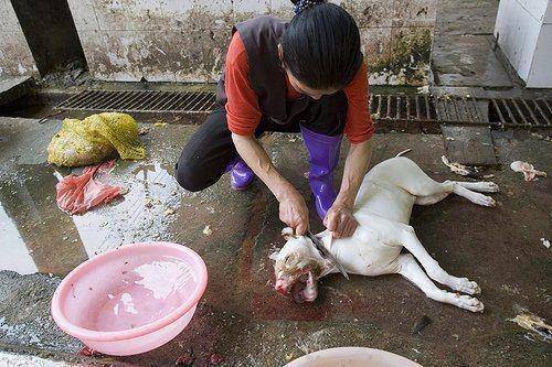 Occupy UN 4 Animals tweet media
