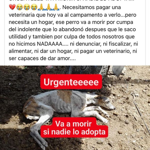 galgoschile's tweet photo. 🚨#RESCATE DE #EMERGENCIA
Galgo en pésimo estado en #ElMonte lugar de abandono de galguitos.
¡Vamos por él!
🙏tu aporte para salvarlo🥺
Cuenta vista Banco Estado
25170826429
Fundación Galgos Chile 
R: 65171066-9
contacto@galgos.cl
#ayuda #galgoslibres #nomascarrerasdeperros https://t.co/oW1L7oXcRz