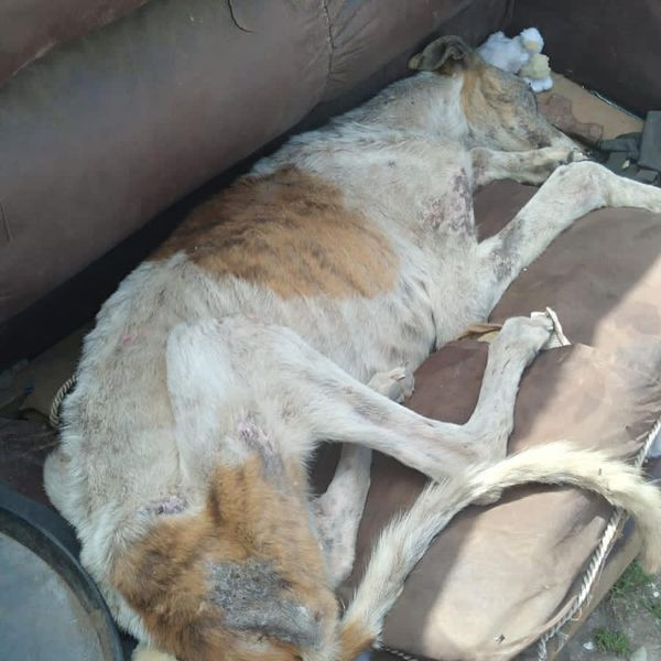 galgoschile's tweet photo. 🚨#RESCATE DE #EMERGENCIA
Galgo en pésimo estado en #ElMonte lugar de abandono de galguitos.
¡Vamos por él!
🙏tu aporte para salvarlo🥺
Cuenta vista Banco Estado
25170826429
Fundación Galgos Chile 
R: 65171066-9
contacto@galgos.cl
#ayuda #galgoslibres #nomascarrerasdeperros https://t.co/oW1L7oXcRz