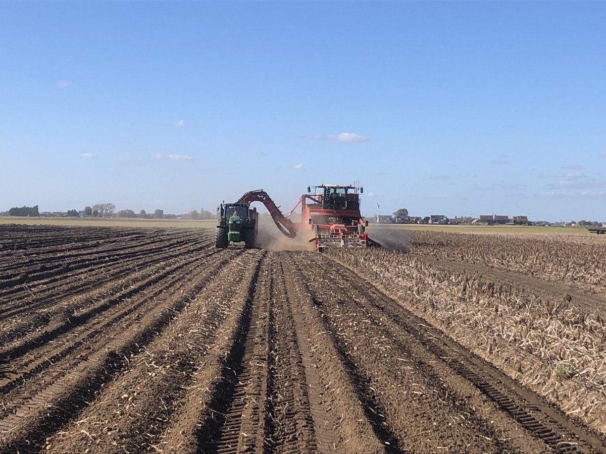 Potato harvest October 2022. Near perfect conditions!