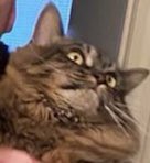 TrentInGrocery's tweet photo. @literallymecats https://t.co/ziJdGm0C68