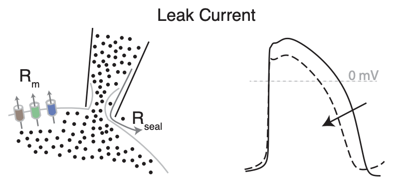 Excited to share our new preprint! We investigate the effects of patch-clamp seal-leak current on iPSC-CM action potential morphology.

See thread for more details!

biorxiv.org/content/10.110…