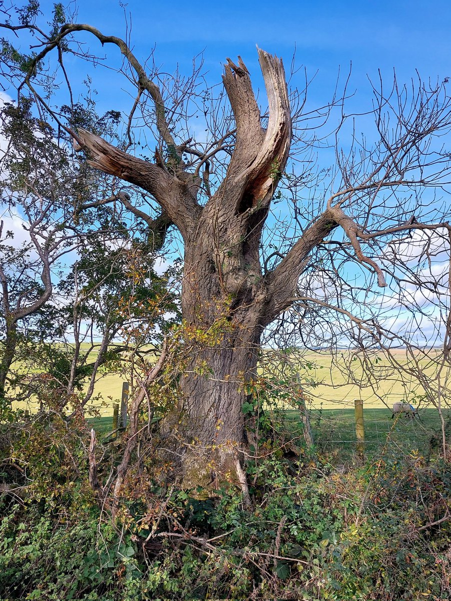 Hanging in there.

Smashed ash tree, survivor of #StormArwen for #thicktrunktuesday 🙌