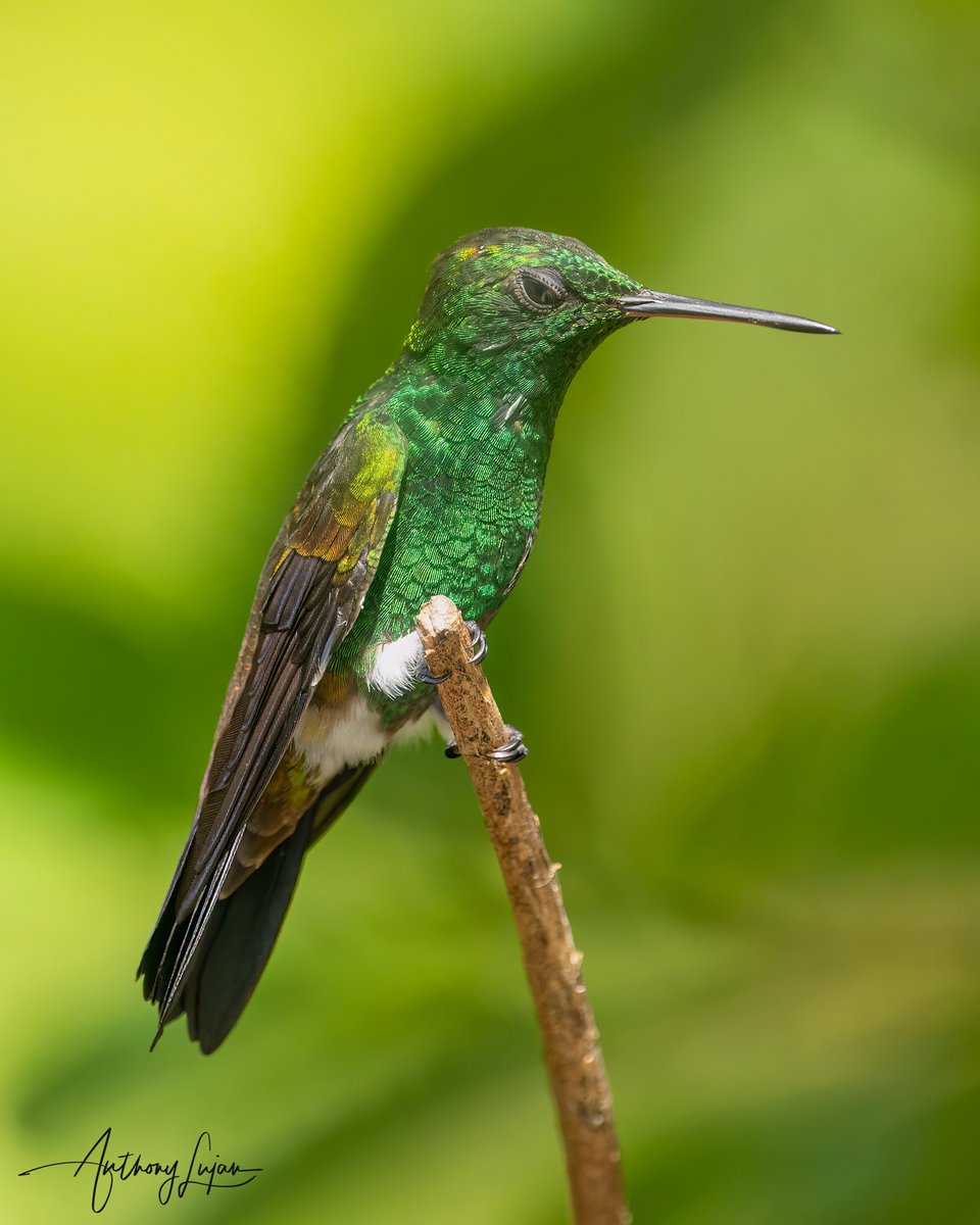 anthonylujan's tweet photo. Looking mad or sleeping? - Coppery-rumped Hummingbird
Sony A1 - Sony 100-400mm
#CopperRumpedHummingbird #Copperumped #hummingbird #nuts_about_birds #earthcapture #nature #hummingbirdsofTrinidadandTobago #natgeoyourshot #naturephotography #sonya1 #sony100400mm #birdsonearth #... https://t.co/Ra5bMOWMDs
