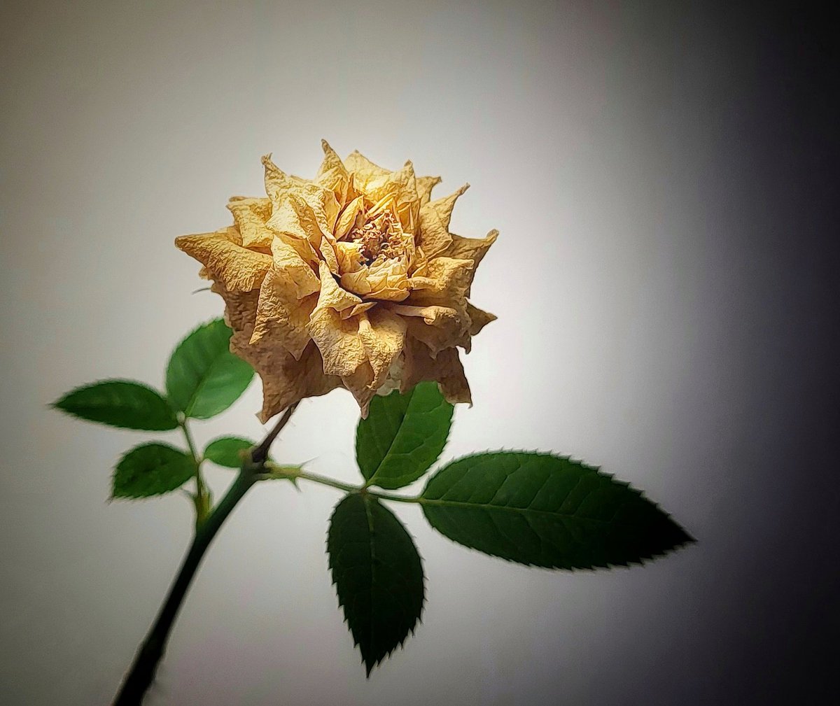 Alfredo_bcn's tweet photo. La imagen del día con el teléfono móvil: Naturaleza muerta.
#alfredobcn #lafotodeldia #photooftheday #rosa #rose #flower #flor https://t.co/4TOTKCC6yM