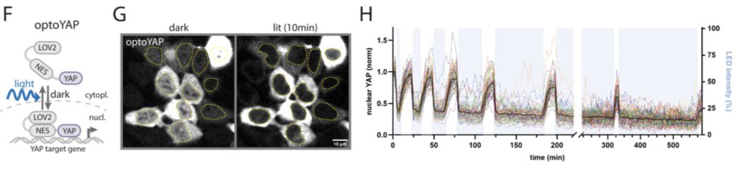Joel Boerckel tweet media