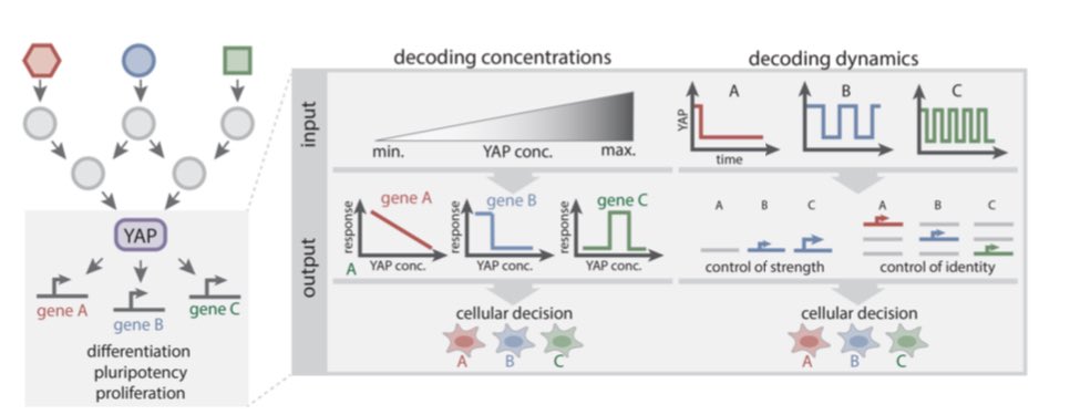 Joel Boerckel tweet media