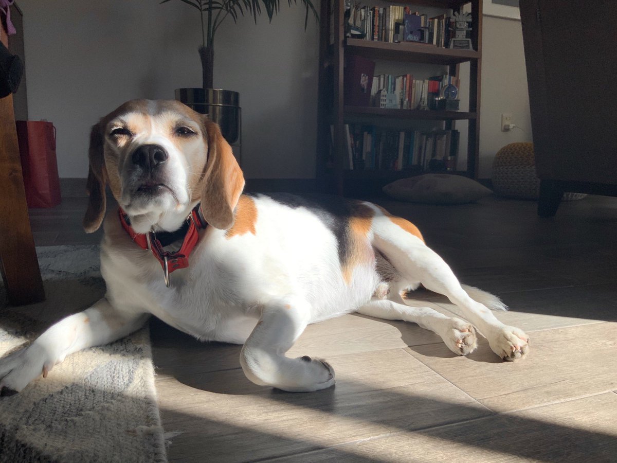 The #beagle is naturally equipped with solar panels that require frequent and prolonged recharging. #beaglefacts 

📷 <a href="/alexzuno/">Alejandro Zuno</a> / Twitter