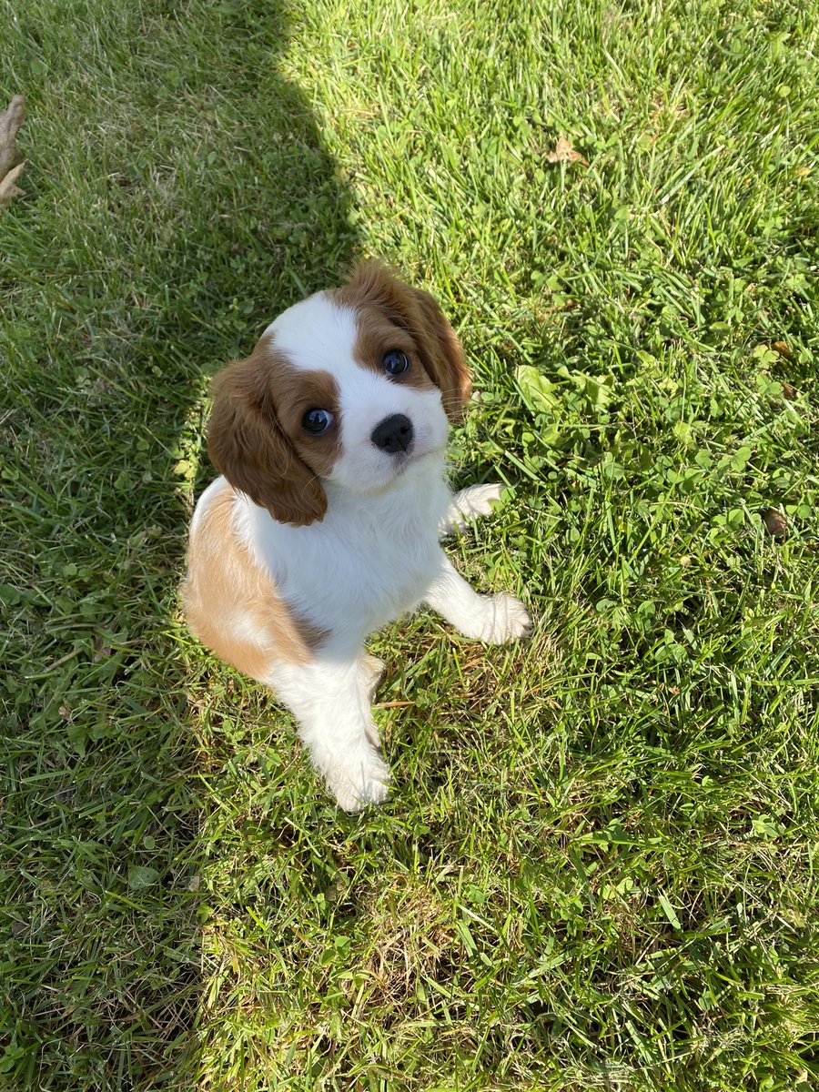 CherryCokeGal's tweet photo. She’s a little Lady 💕😍🥰 https://t.co/U6KHYfTObS