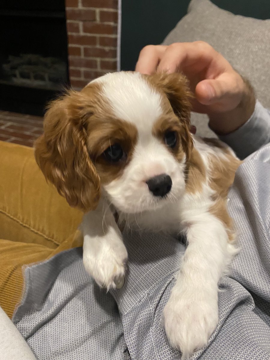 CherryCokeGal's tweet photo. She’s a little Lady 💕😍🥰 https://t.co/U6KHYfTObS