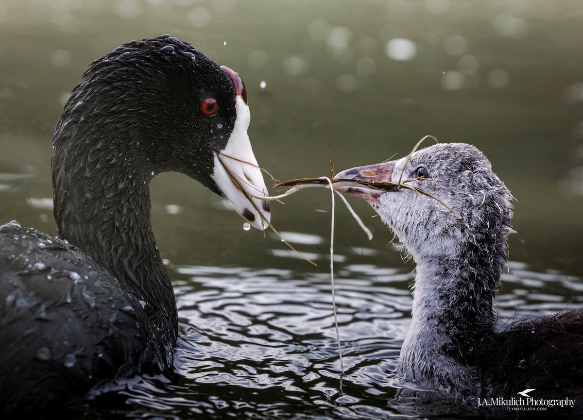 FlyMikulich's tweet photo. Continuing to process images from this past year. 
An American Coot parent showing its chick how to forage. 
This past spring in Henderson, Nevada. 
#birdphotography
#wildlifephotography
#naturephotography
#outdoorphotography https://t.co/X91IOFYLnV