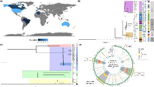 Pangenome resource for global isolates of the necrotroohic fungus that causes #wheat tan spot, published this month in Microbial Genetics <a href="/MicrobioSoc/">Microbiology Society</a> lead by <a href="/PMoolhuijzen/">Paula Moolhuijzen</a> and Caroline Moffat <a href="/theCCDM/">CCDM</a> microbiologyresearch.org/content/journa…