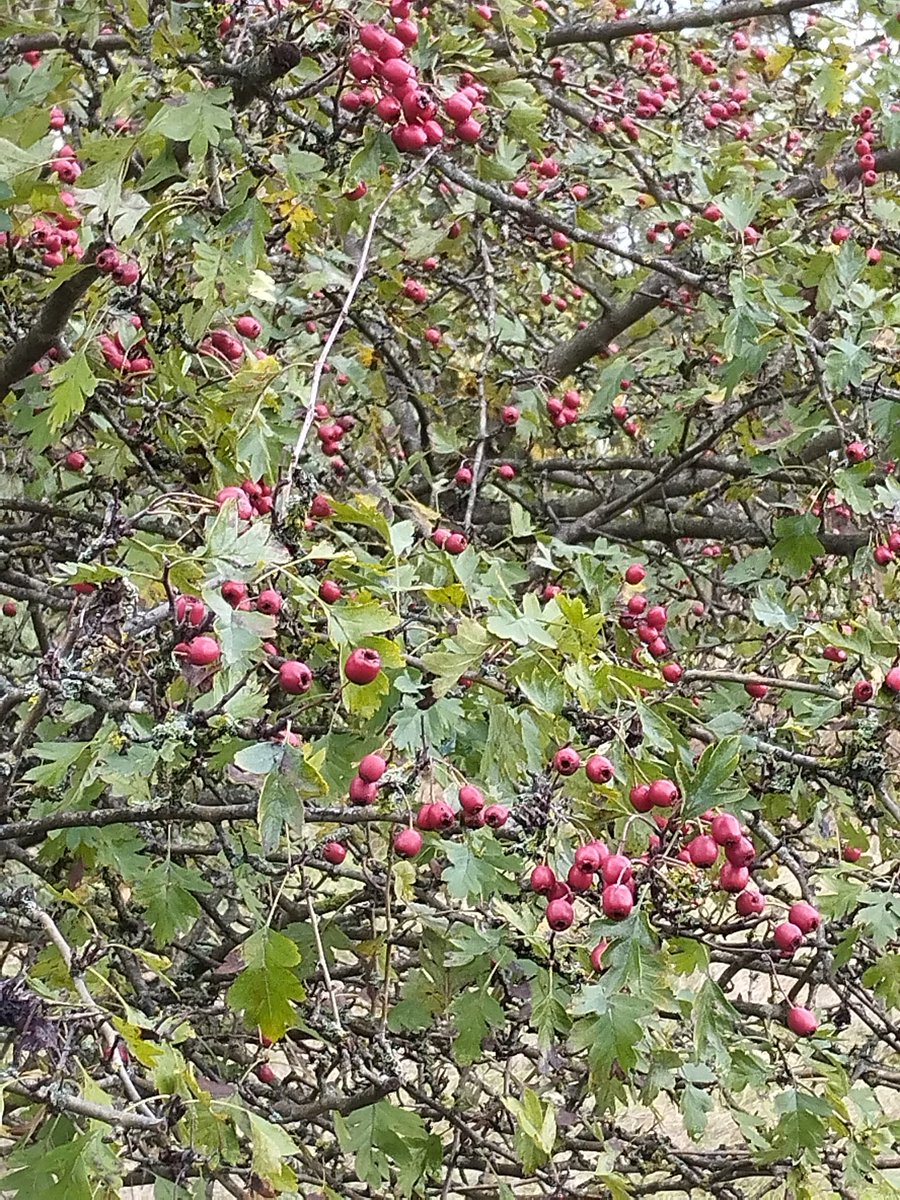 Ladywithabass's tweet photo. Tis the season of #berryfun again https://t.co/LcUXScsWfp