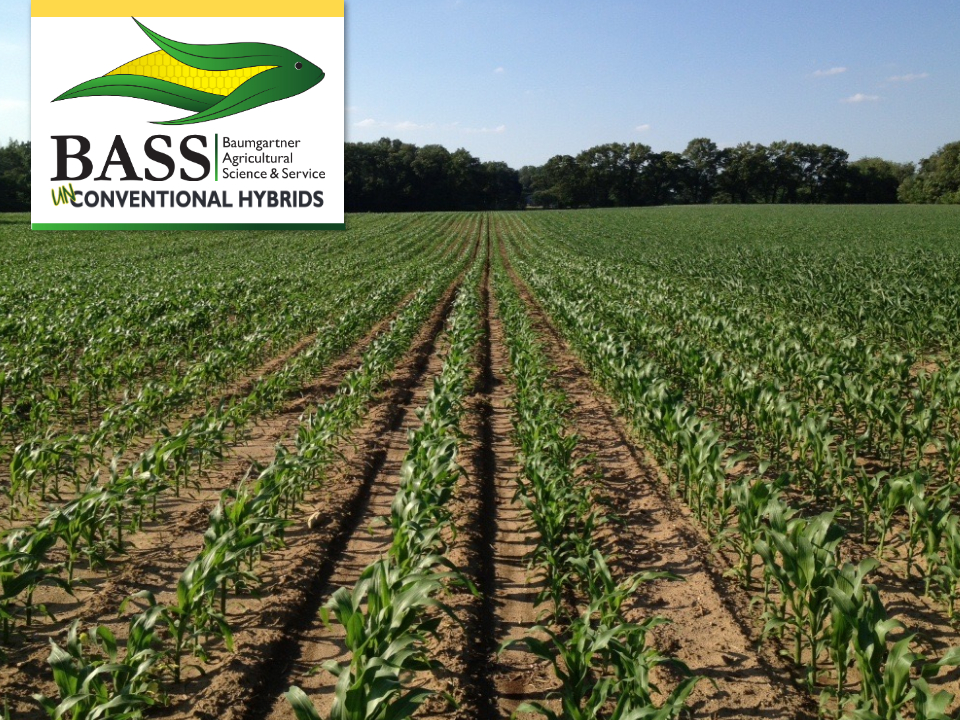 Have you started planning for the 2023 planting season yet? Gain a competitive edge on your crops with our unconventional conventional hybrids. With strong genetic traits that’ll keep your fields protected, you’ll put money back in your pocket! Learn more: basshybrids.com