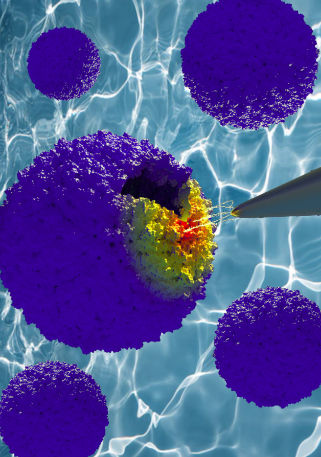 nanoscale_rsc's tweet photo. New theoretical model captures the local electrostatic forces between a nanoprobe-capsid, boosts the emerging field of high resolution phys. virology, according to a recent study in @nanoscale_rsc by Dr Guzman (@whoratz) &amp; Cooper! Read more here 👉 https://t.co/3uuzQic5z6 https://t.co/04vWrok7ub