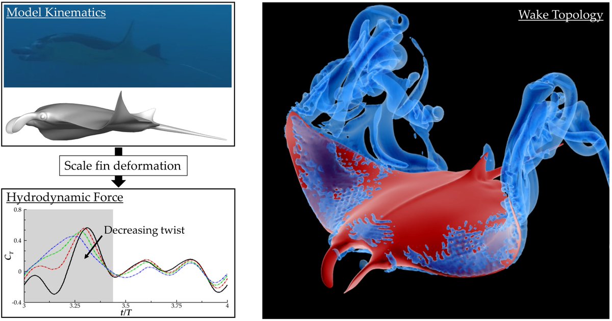 Biomim_MDPI's tweet photo. #RecommendedPaper
Bio-Inspired Propulsion: Towards Understanding the Role of Pectoral Fin Kinematics in Manta-like Swimming by Alec Menzer, et. al.
➡️Read the full paper here: https://t.co/Lh2kQIMYKU 
✔️#MantaRay; #BioInspired; #Locomotion; #FlowSimulation
@MDPIBiologysubj https://t.co/pGJGsAsr0O
