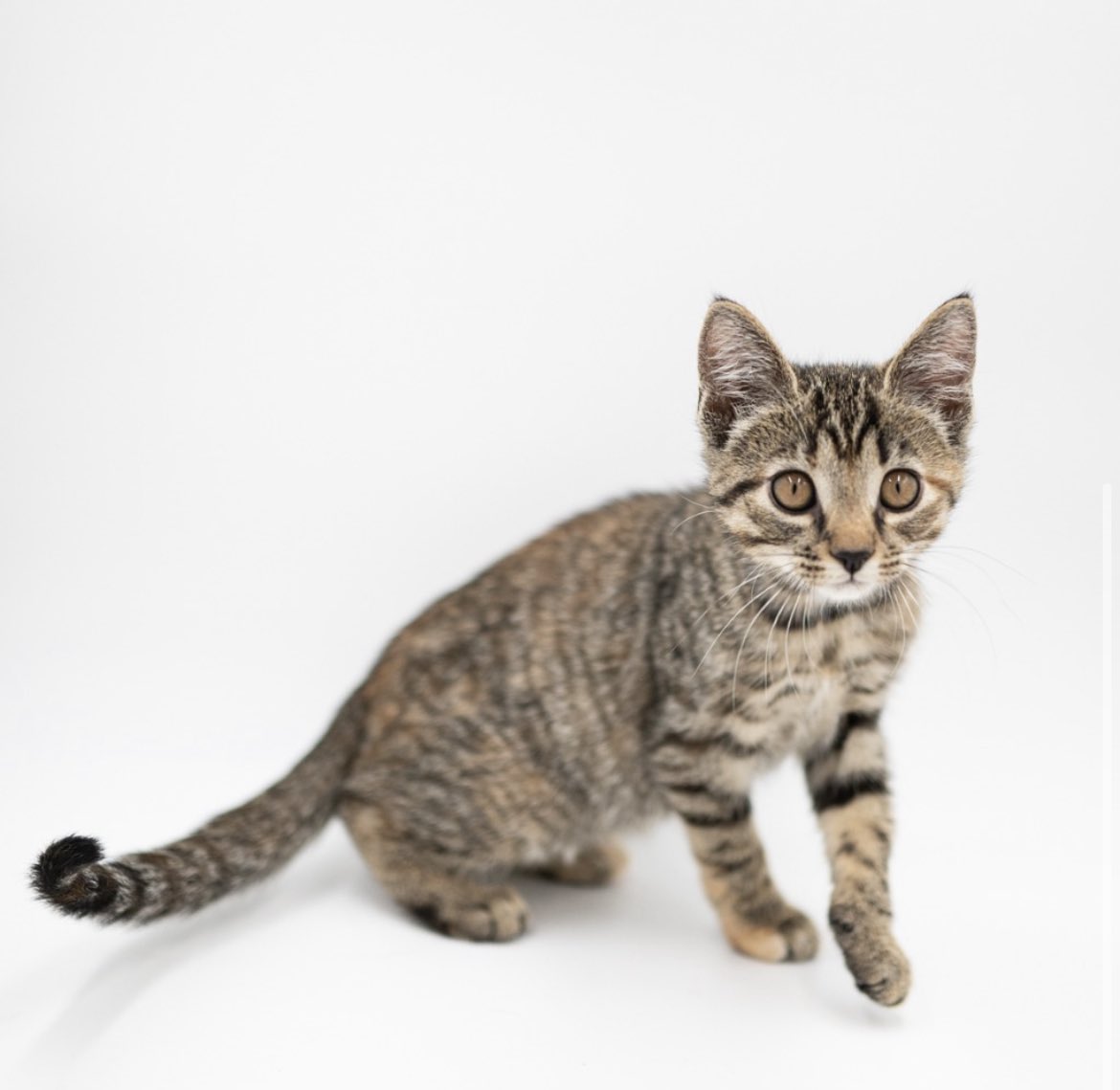 PAWS still has a number of kittens who need forever homes! Here are three cuties:

🐱Bones - 9 week old gray female
🐱Antaeus - 8 week old tuxedo male
🐱Alice Samantha -  12 week old tabby female

You can meet all the kittens during their open hours on Saturdays and Sundays. 💗