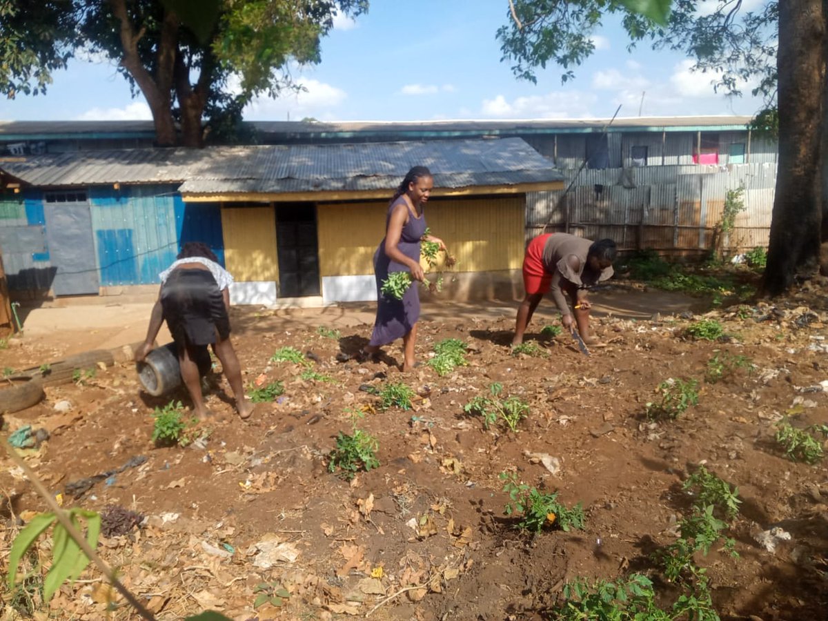 NgaoFoundation's tweet photo. Despite of the dry season, our nutrition group members managed to transplant the seedlings from the nurseries. This home-gardening project is a simple way of fighting household food insecurity which is a worldwide crisis.
#FoodSecurityForAll
#thengaofoundation https://t.co/Ez5wvv4spb