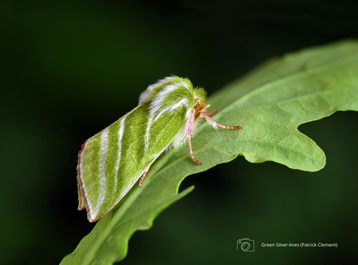 Did you know? 💡 Moths are indicator species, which means their numbers tell our scientists if an ecosystem is doing well or badly. So, if you are not seeing any moths, have a look to see how you can improve habitat for them. #MothsMatter #MothFacts