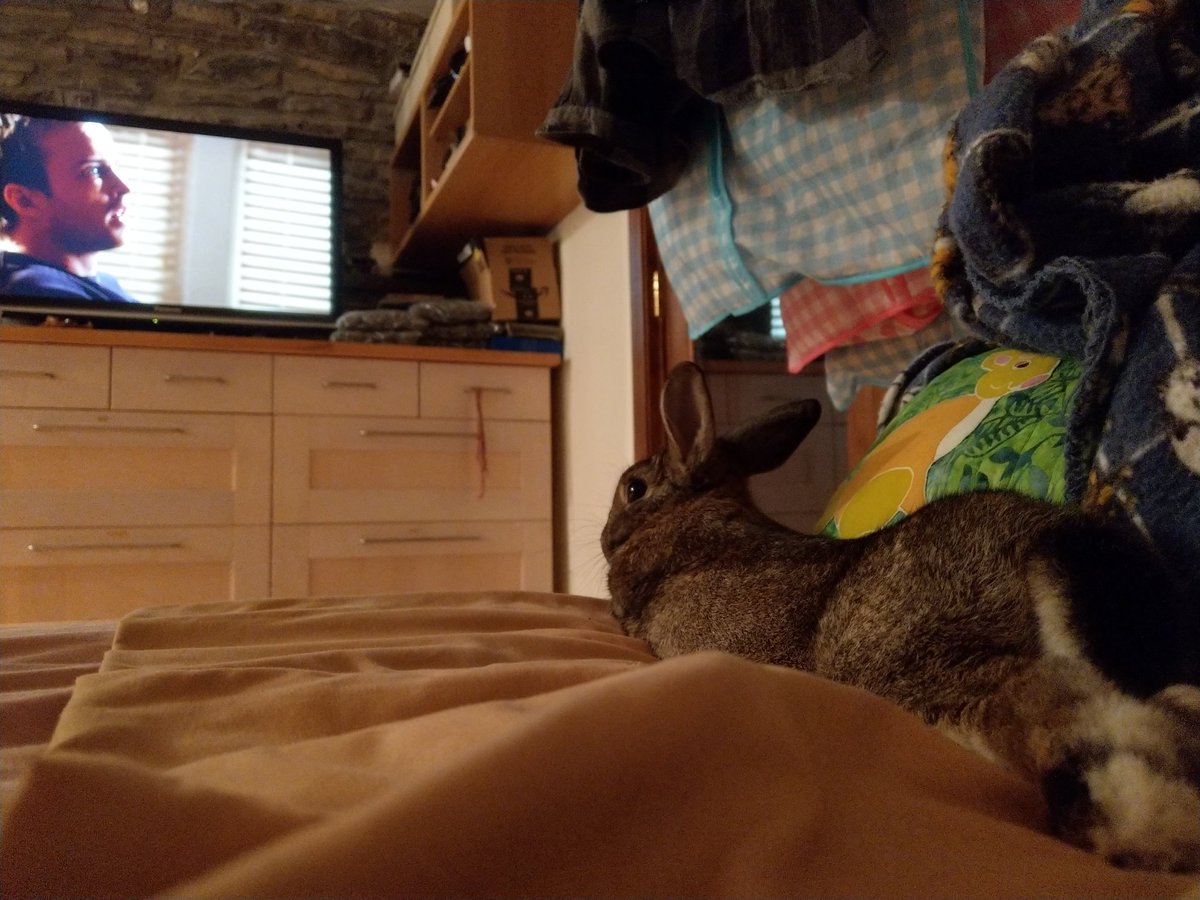 The bunny demands I sit down and watch tv with her every night. Terrible for my productivity, but so worth it!