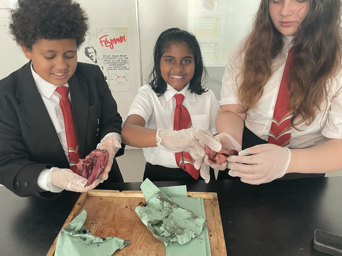 ScienceVictory's tweet photo. Year 7 dissecting hearts today with Miss Wilford! ♥️ 🥩🔪 https://t.co/UBTIz0Pmno