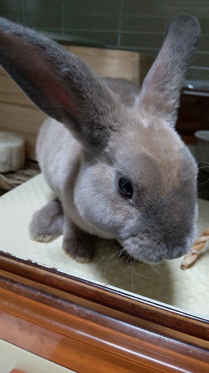 Chairousagi4's tweet photo. お迎えして１週間が経ちました🐰
まだ生後２ヶ月なのに立派な眉毛（換毛）が気になる… https://t.co/1kS7rUjOPE