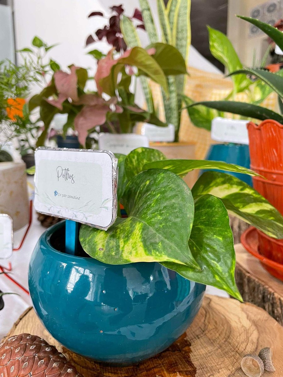 plantes chez pep tweet media