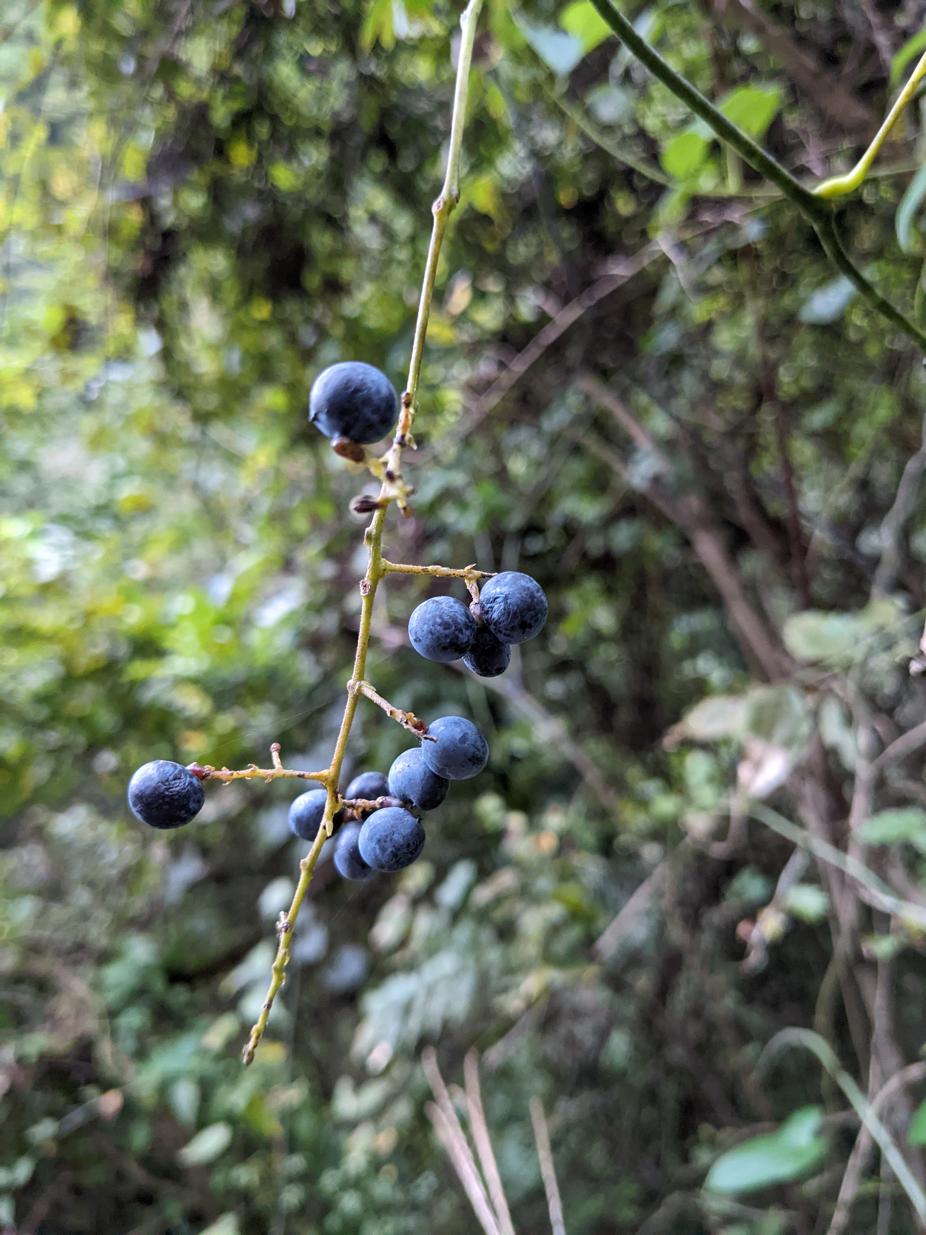 ミネキチ 毒にも薬にもなる植物 ありがとうございます 初めて知りました Twitter