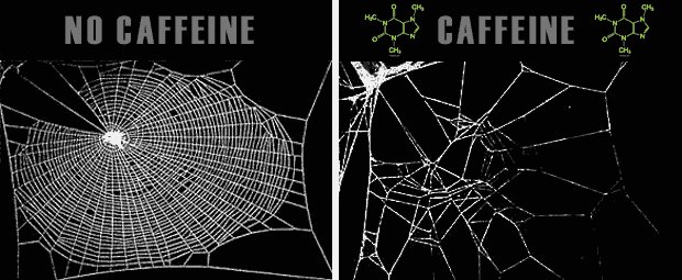 realbobandbrad's tweet photo. Lest you forget that caffeine is a drug. I believe this experiment was done by NASA. Spider not on caffeine. Spider on caffeine.
Bob https://t.co/qXxn7gbaGQ