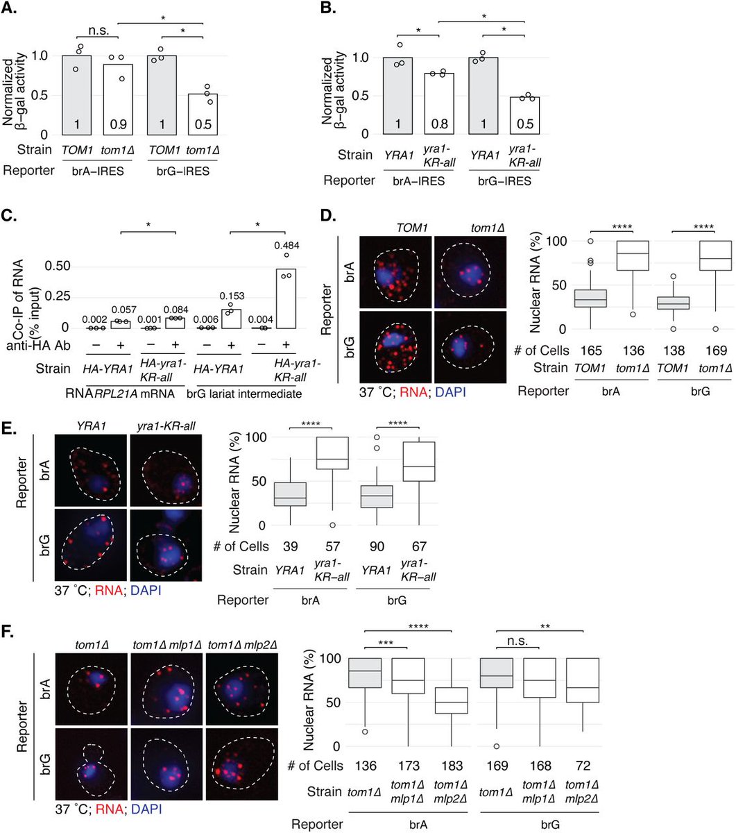 staleylab's tweet photo. Our data imply a role for ubiquitylation of the export adapter Yra1p in undocking mRNAs from the nuclear basket, so mRNA can enter the nuclear pore. 3/3 https://t.co/TLuqtgDm21