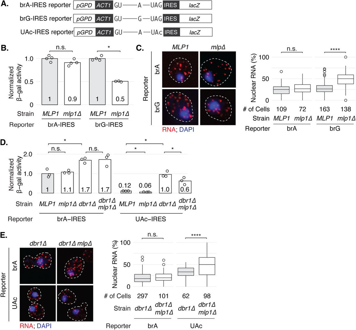staleylab's tweet photo. Our data challenge a general role for Mlp1 of the nuclear basket in the quality control of mRNA export and instead support a role for Mlp1 in mRNA export in yeast.  2/3 https://t.co/XrOGyW49EY