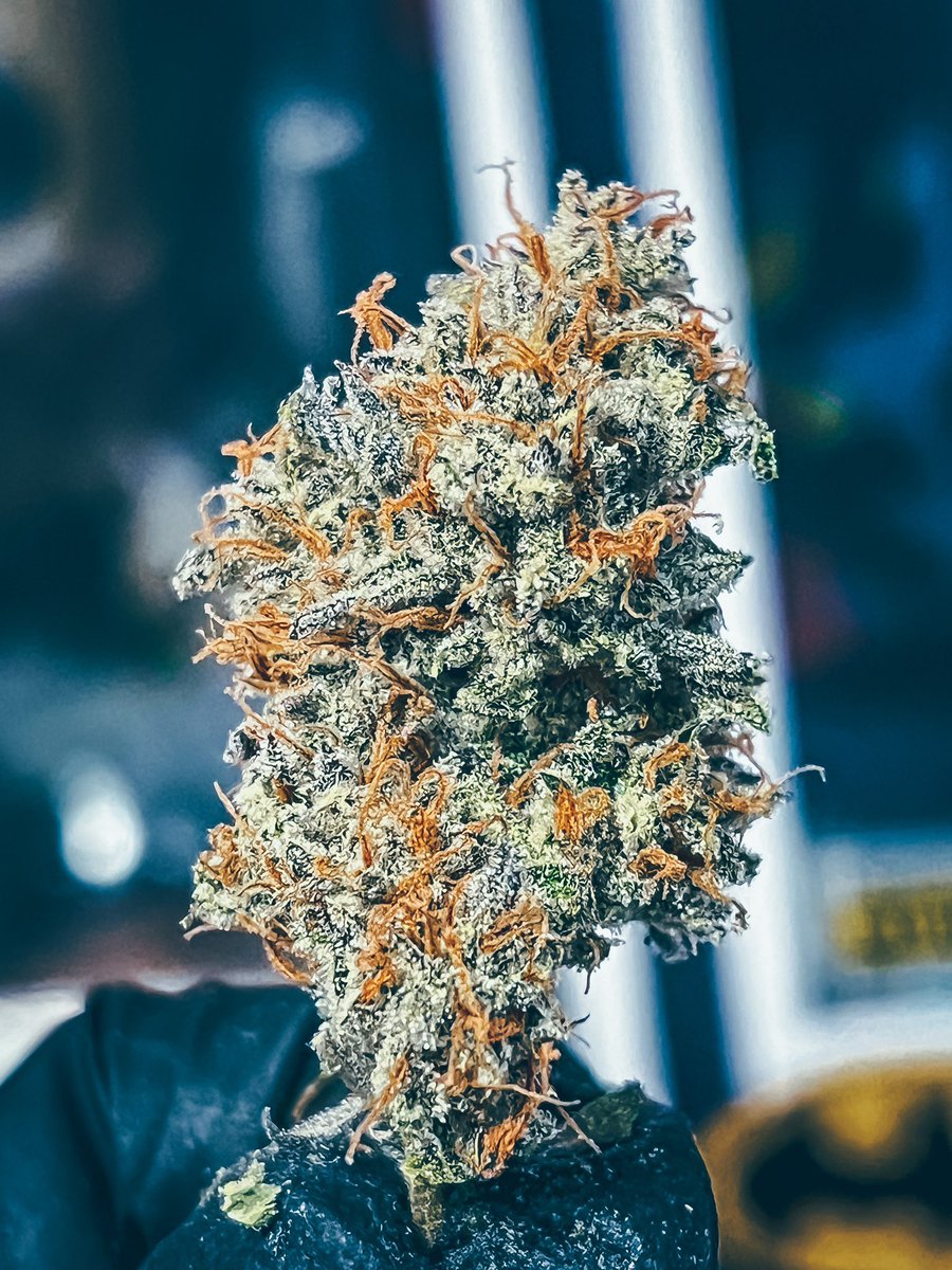 📌The best things about the Bear Market are the low prices and the little noise around, and that turns into great opportunities.

Discover some wonders here👇

discord.gg/gnHgGW8Swj 

#NFTCommuntiy #NFTs #NFTutilities #SOL #nftcollectors #cannabisculture
