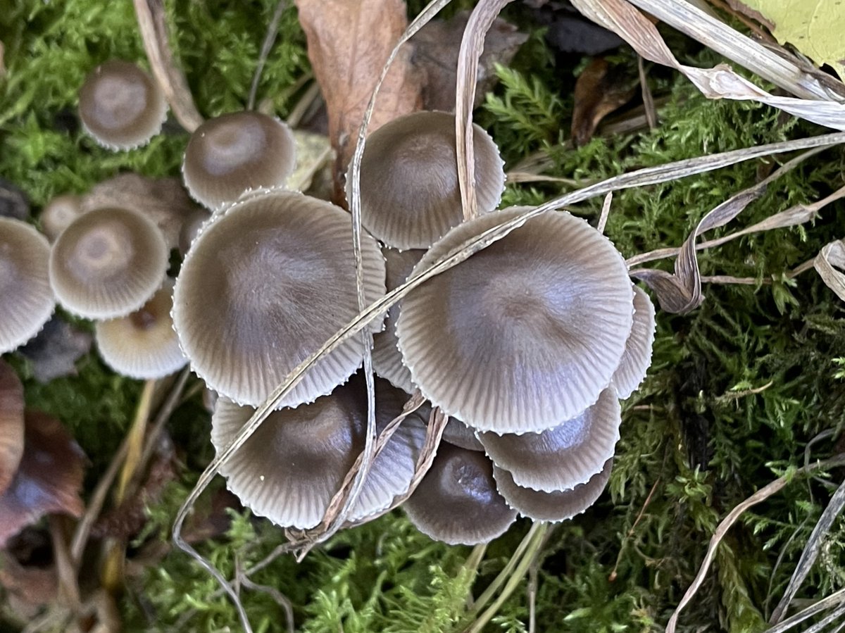 RawlinsonJulia's tweet photo. Torn between looking up at the #OctoberBlue sky and down at the #FabulousFungi. Not great at ID (does anyone know what these are?) but oh so beautiful #BrandonWood #Fungi #AutumnVibes #EveryoneNeedsNature https://t.co/AyD0e4F1MJ