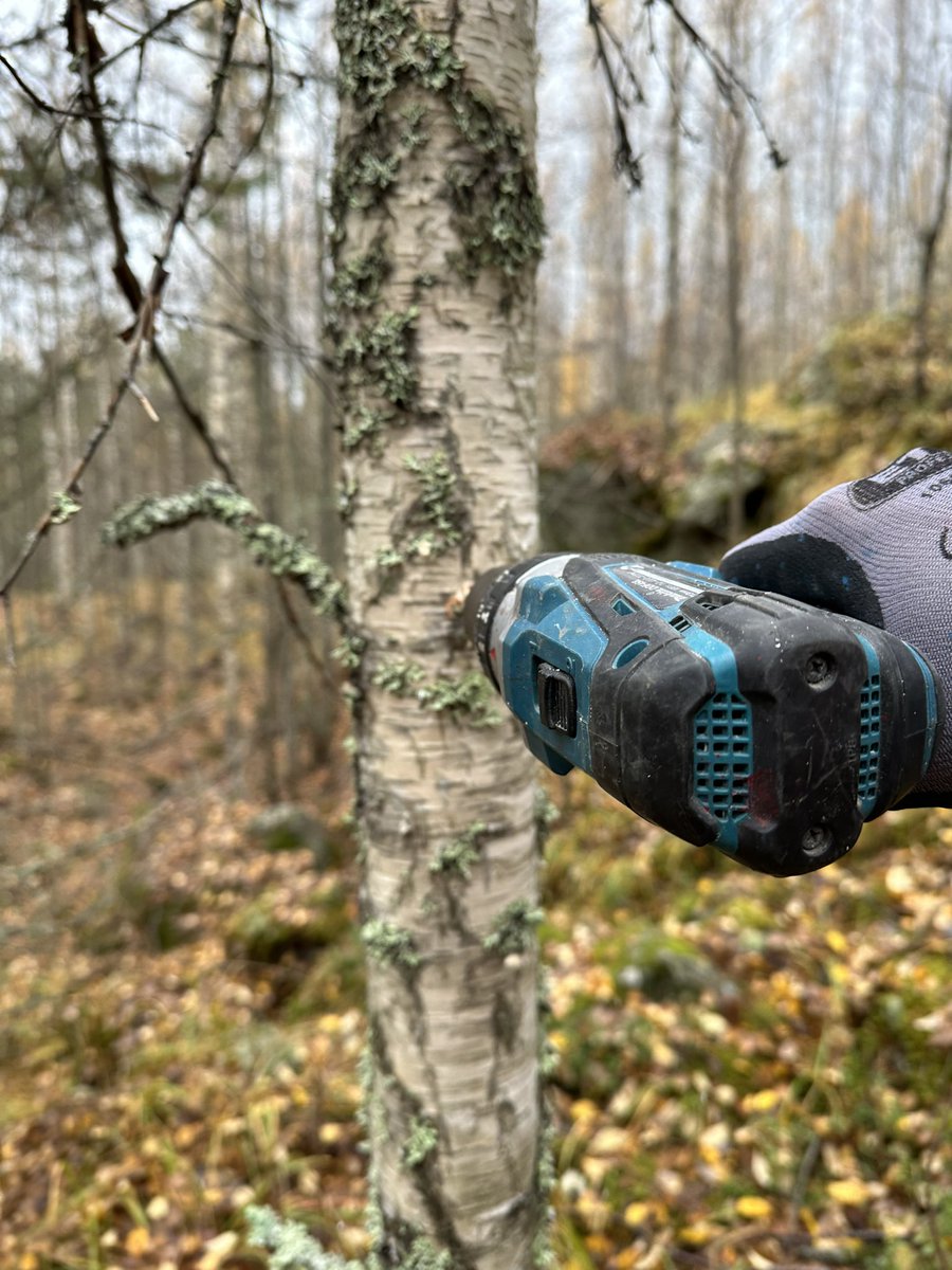 Kosteushan on sienen hyvä ystävä, joten nyt on varsin hyvä aika ympätä niin pakuria kuin lakkakääpääkin. 
Vielä ehdit siis tilaamaan ymppisi ja tarvittaessa ahkerat poraajammekin tälle syksylle. #pakuri #suomenpakuri #pakurinviljely