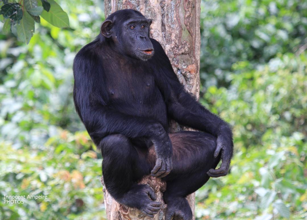 ngambaisland's tweet photo. Did you know #chimps are photogenic! Photo cc @InnocentAmpeire https://t.co/fWbu0pqsvi