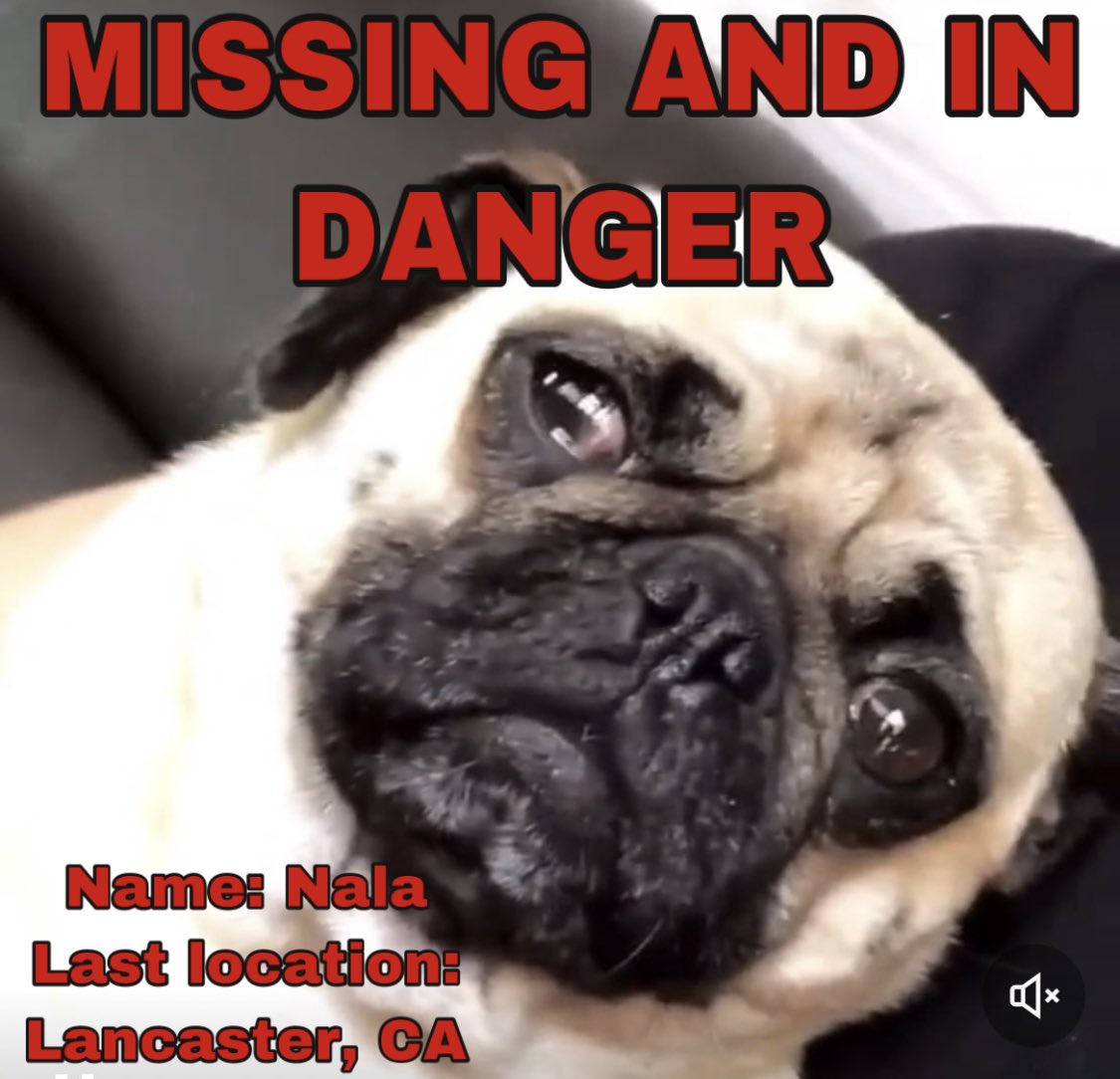 Biddyone11's tweet image. Nala is a 3.5yr old pug who is in great danger. MANY people in the community have heard that Aaron and Melanie have been saying her back was severed and she can no longer walk. While this is not confirmed, Nala is now missing and Aaron Carter refuses to talk about her. (1)