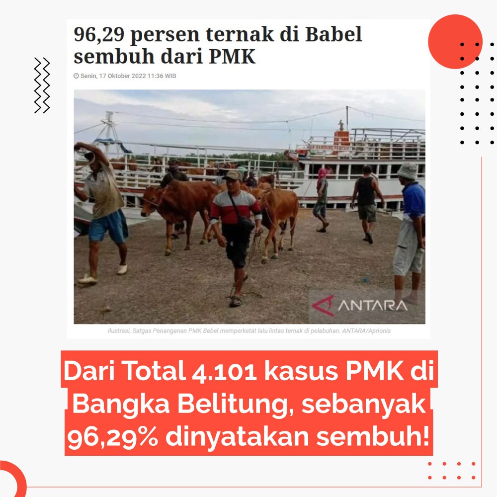 vierasyafa's tweet photo. bangka Belitung keren wabah PMK menurun drastis semoga yang lain menyusul https://t.co/jaQxaeB3OC