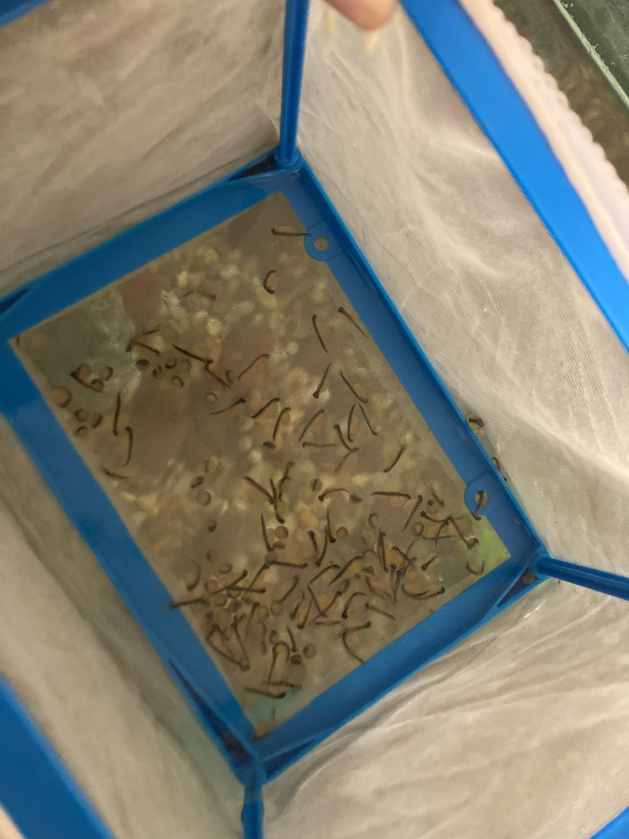 Trout update: We wrote letters to someone about our trout buddies!! We also are started to see home movement in the tank this week! <a href="/MTinsman_edu/">M Tinsman Principal</a> <a href="/CESGoPanthers/">CESGoPanthers</a>