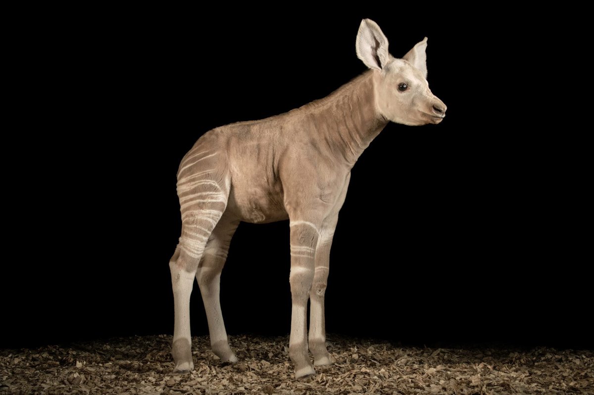 Meet “Mzimu”. In Swahili, Mzimu means spirit or ghost - the perfect name for a leucistic okapi. This condition, which has never been seen in an okapi in human care before, causes a lack of pigmentation in the hair and skin, giving Mzimu his rare white-gray appearance.