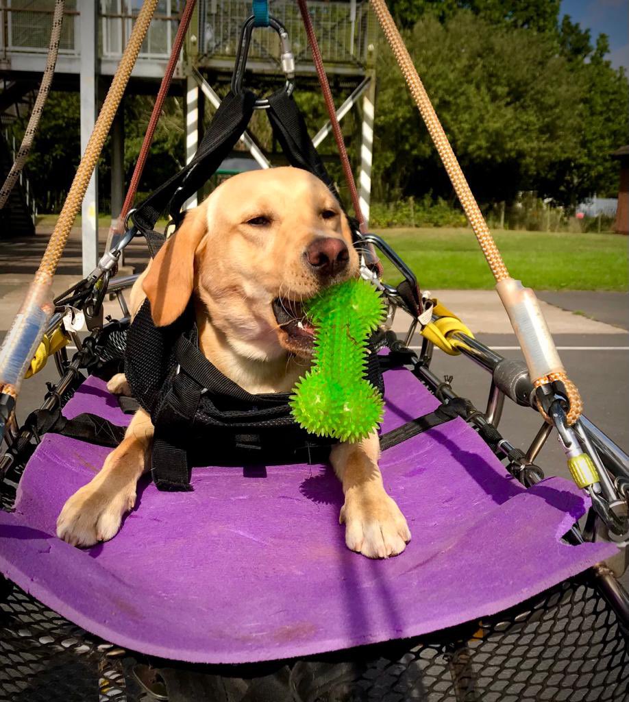 LancashireFRS's tweet photo. Trainee fire search dog Dexter has been getting used to working at height and being raised/lowered into position for rescues.

He took his green bone for a bit of extra courage, bless him! 🐕 💚

Follow @firesearchdogs for more. https://t.co/tO4GqyL2zI