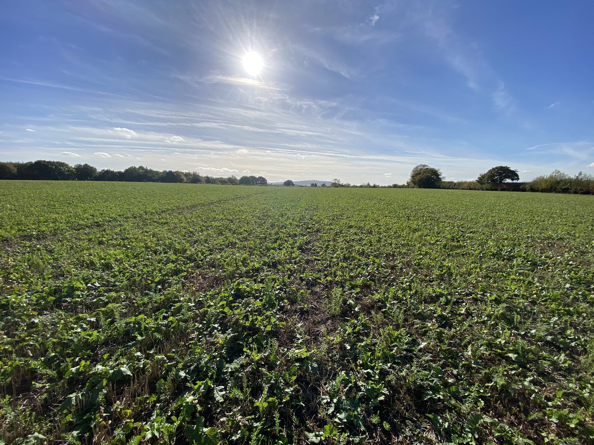 wrpb2020's tweet photo. @Hutchinsons_Ag Maxi Cover growing well. Picture from drilling 23rd September https://t.co/vgvEVKgxqg