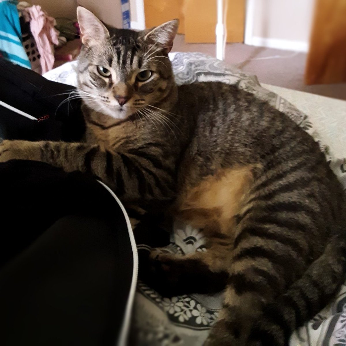 twiddle723's tweet photo. How did everyone in that mob know how to find specific offices like Pelosi's, Schumer's, AOC's?
Trump, Stone, Miller, the Proud Boys, aided by fellow conspirators in the Secret Service, law enforcement are guilty-my tabby Monkee could tell you that. https://t.co/f4mwNPScE5