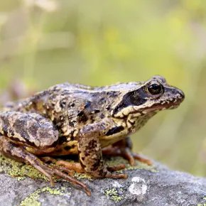 CNRS_OccitaniE's tweet image. #MinuteScience | Comment des animaux pourtant similaires évoluent au point de devenir incapables de s’hybrider, formant alors des espèces différentes ? @cefemontpellier

➡️ occitanie-est.cnrs.fr/fr/cnrsinfo/ce…
@CNRS @INEE_CNRS @umontpellier @univpaulvalery @ird_fr @EPHE_PSL @InstitutAgroMtp